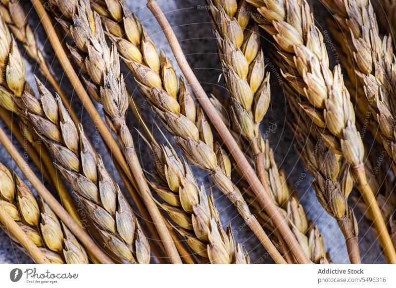 Summer table setting with wheat arrangement gray surface background daylight high angle from above empty wooden organic decorative decoration homemade cereal