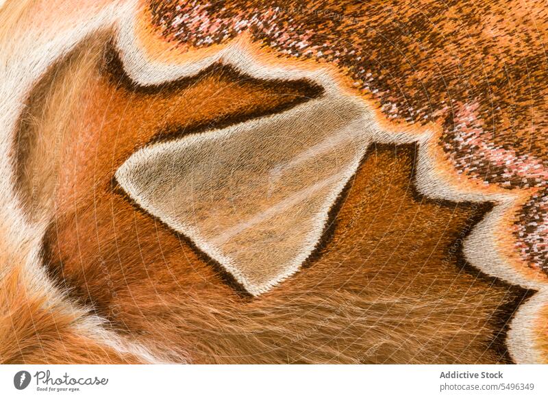 Closeup of Orizaba Silkmoth Wing Orizaba silkmoth Rothschildia orizaba Saturniidae brown close up close-up closeup colorful delicate detail horizontal moth wing