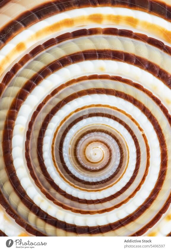 Sundial Seashell Architectonica perspectiva beautiful close up close-up closeup colorful full frame macro multicolored natural nature orange patterns sea life