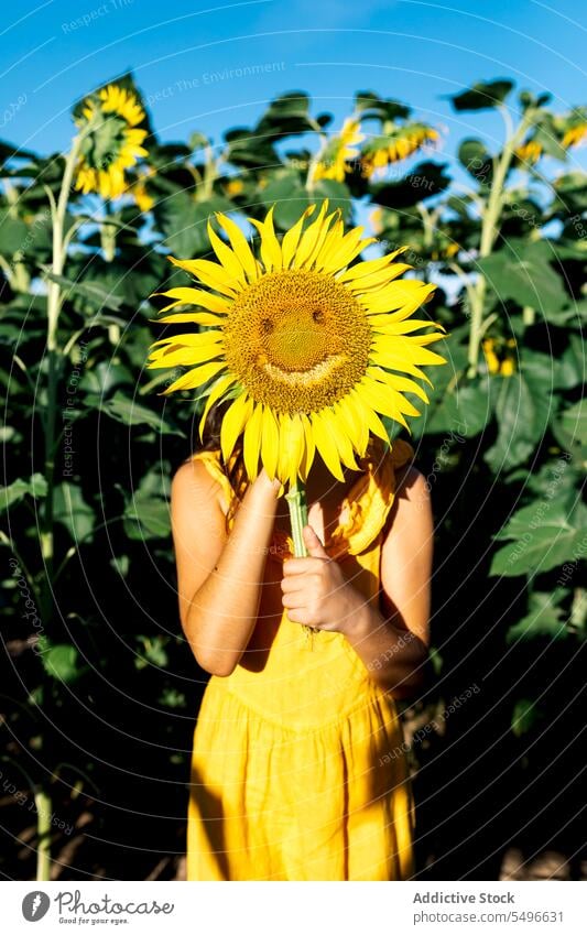 Anonymous girl hiding face with sunflower amidst plants in farm faceless summer weekend nature beautiful green grow sky lifestyle lush casual attire standing