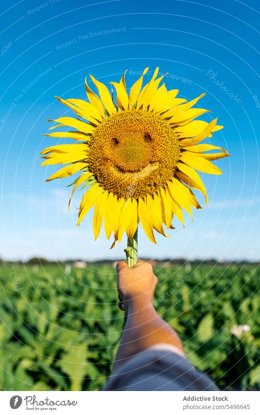 Hand of person holding sunflower with happy face against clear sky hand beautiful yellow summer crop fresh farm bloom ripe leaf nature blossom floral fragile