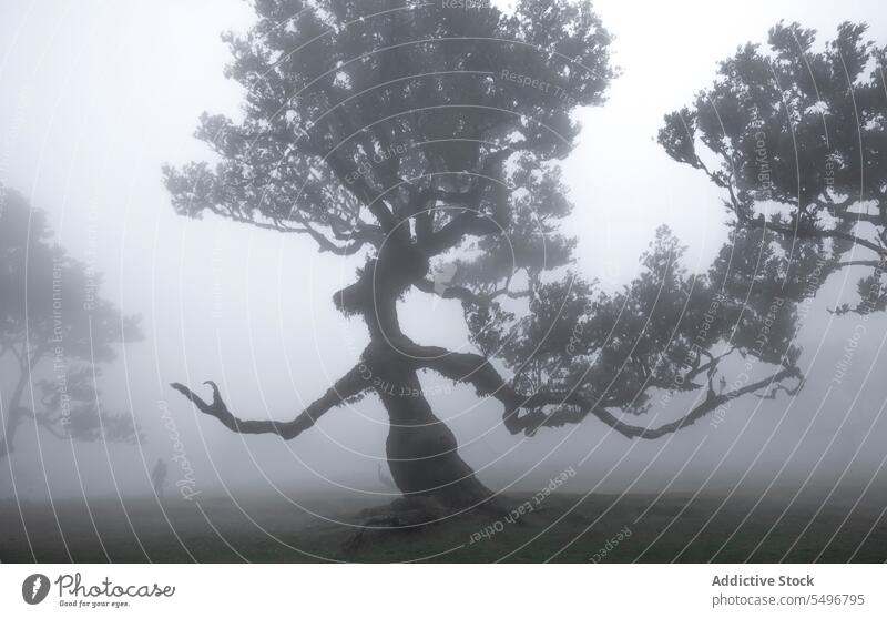 Lonely green tree in foggy weather of morning time amazing scenery landscape woods mist countryside environment picturesque grassy thick fanal forest madeira