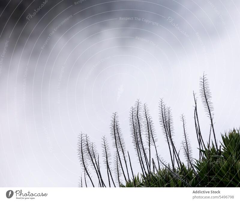 Thin branches of green plant under cloudy blue sky in daylight nature grass flower flora woods environment landscape countryside grow bright growth scenery