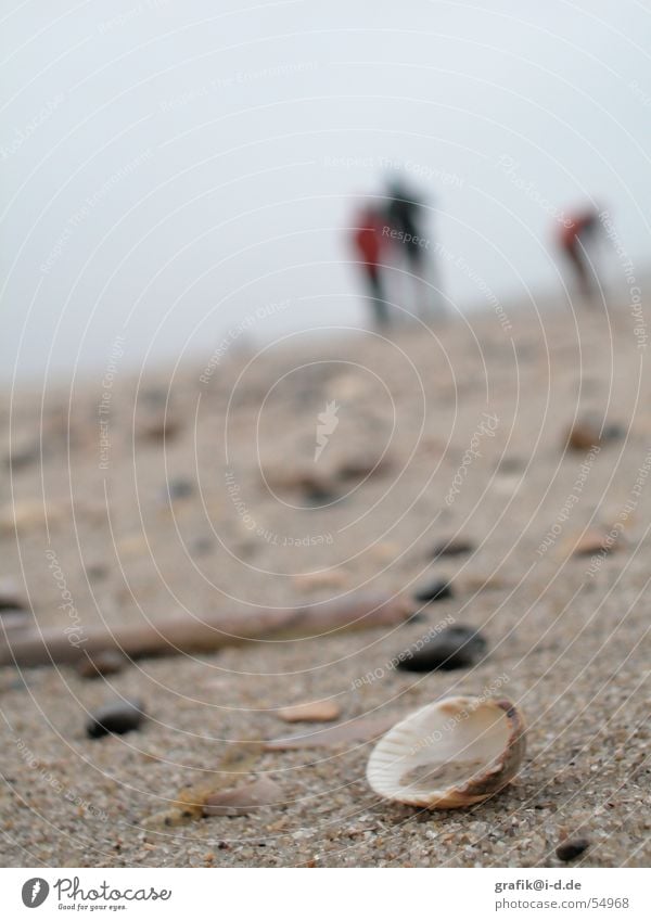 Mussel on the beach Beach Ocean Winter Blur Day Near Search Human being Couple Multiple Stone Sand Deep Detail To go for a walk In pairs