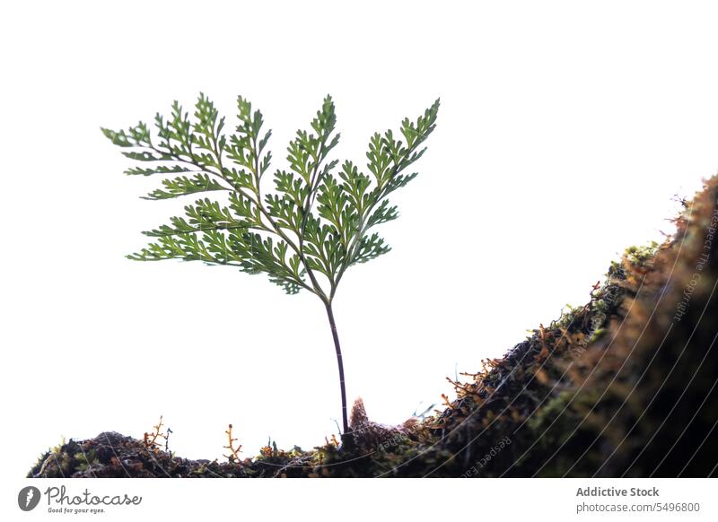 Thin green plant with delicate branches growing in mountain terrain in daylight grass overcast dry nature rocky tree sky vegetate thin environment highland