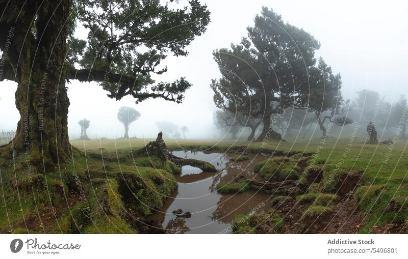 Amazing view of foggy forest green trees with creek water picturesque landscape nature woodland scenery countryside environment portugal madeira island fanal