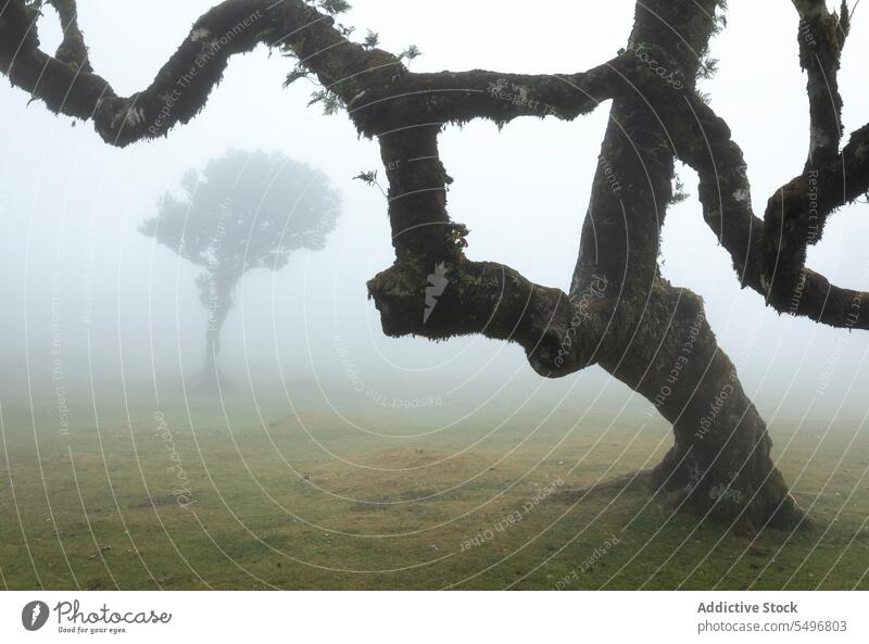 Green trees and grass in morning fog weather under blue sky in daylight picturesque scenery landscape nature grassy woodland mist countryside environment green