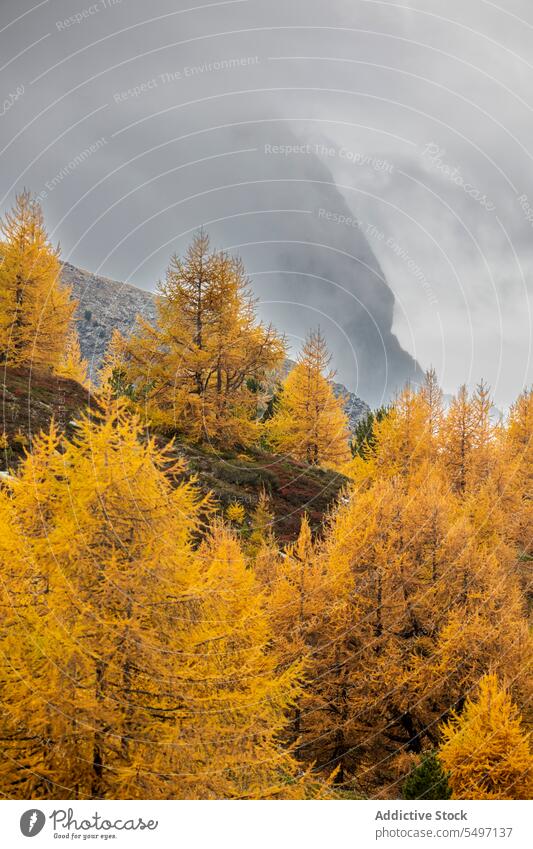 Colorful autumn tress in mountain with cloudy sky forest woodland tree nature colorful foliage woods Switzerland landscape fall environment national park