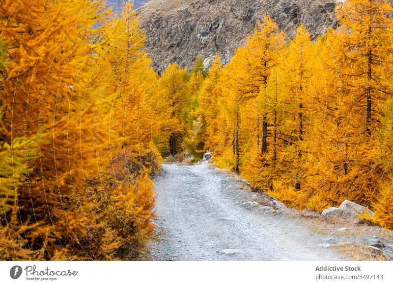 Path in between colorful autumn tress forest woodland tree nature foliage woods Switzerland landscape fall environment national park picturesque yellow flora