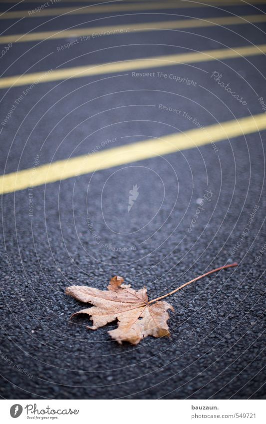 ...left over. Gardening Autumn Plant Leaf Town Downtown Places Marketplace Parking garage Street Lanes & trails Signs and labeling Line Stripe Discover Sadness