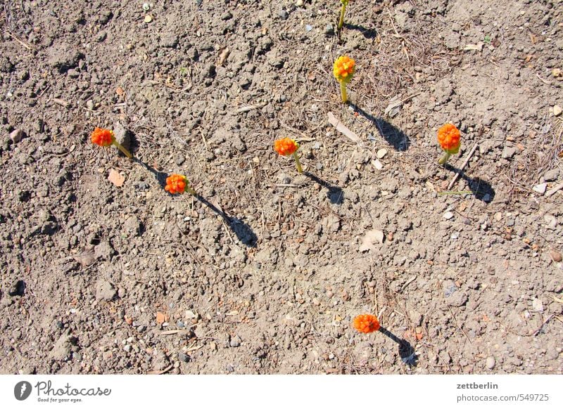 Six flowers Spring Flower Blossoming Started Beginning Occur Spring flowering plant Orange Colour Dye Departure Earth Sand Ground Landscape Real estate Bud