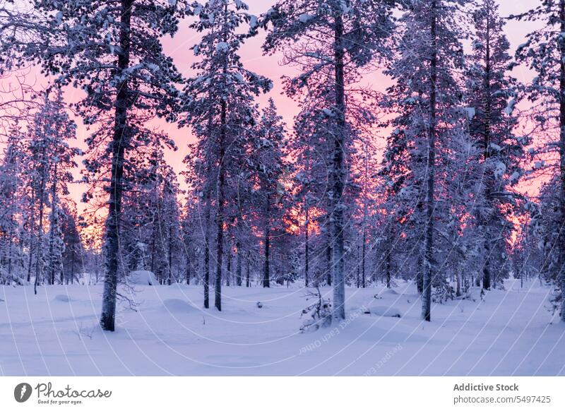 Colorful sunset over conifer forest house snow colourful sky rural tree snowy lonely ice cloudscape horizon tourism landmark twilight winter countryside