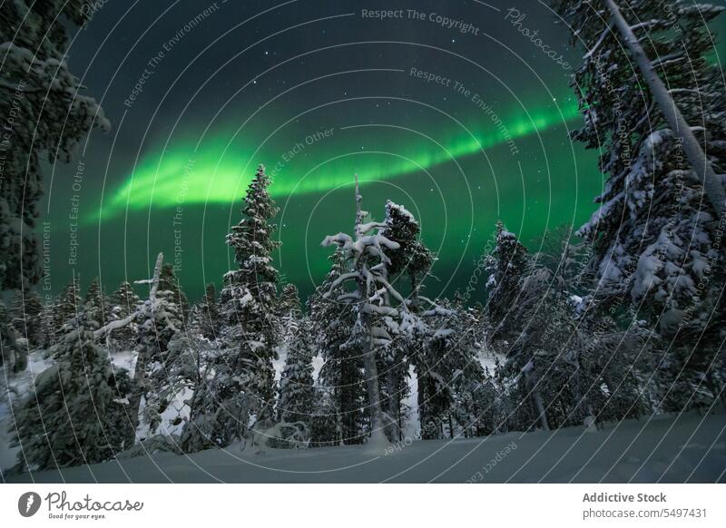 Polar lights above coniferous trees aurora borealis winter polar snow sky forest nature phenomenon silhouette northern picturesque wild atmosphere woods scenic