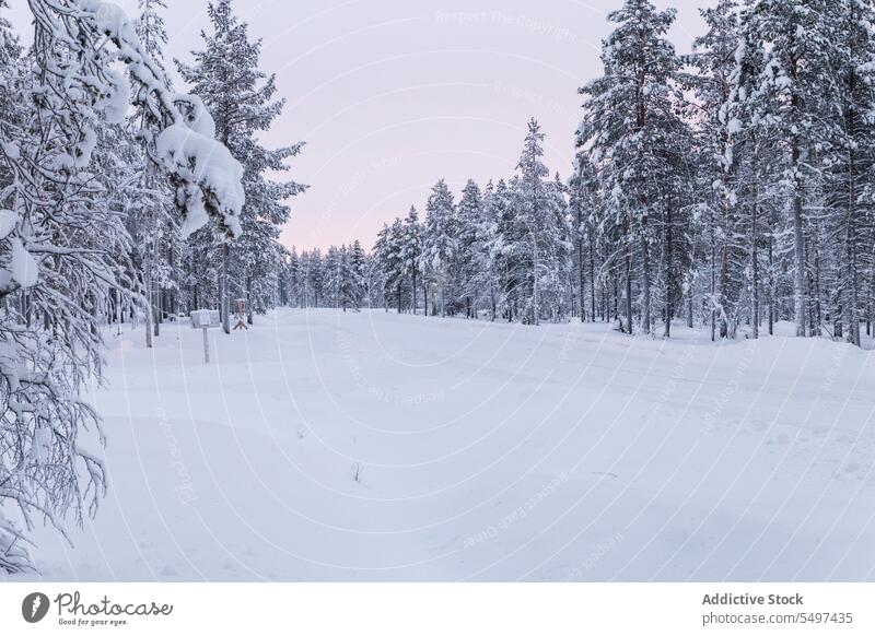 Snowy path in coniferous forest in winter snow frozen cold landscape wild snowfall blizzard nature spruce tree woods woodland environment frost silent weather