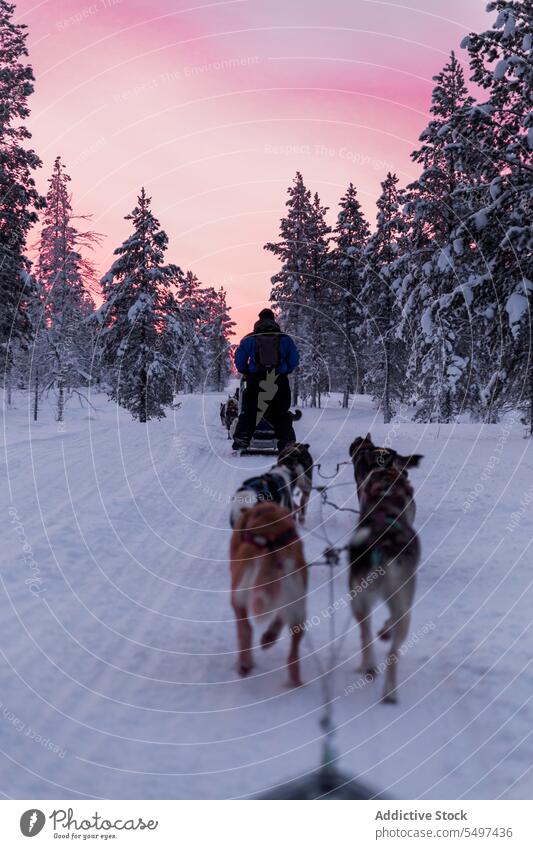 Unrecognizable men in warm clothes walking with pack of dogs on snowy land man winter owner frost animal canine cold wintertime friend forest tree pet