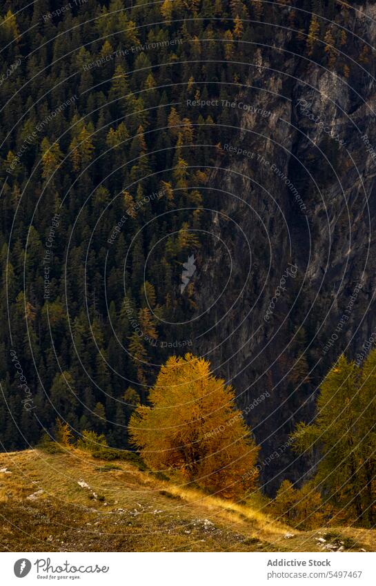 Autumn forest in the mountains on a dark afternoon autumn landscape nature range environment picturesque scenery tree yellow woods sky valley crans fall