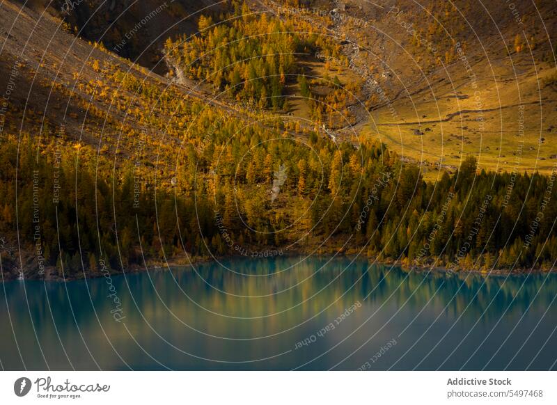 Autumn forest near calm lake tree autumn nature mountain reflection landscape switzerland Crans environment scenery water fall picturesque scenic season