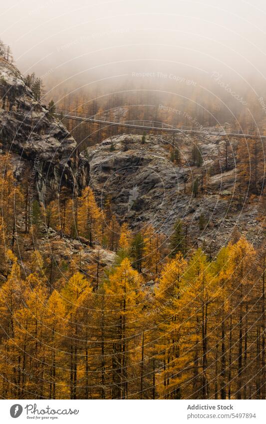 Amazing landscape of foggy forest woodland tree nature green woods grow mist vegetate environment flora growth greenery scenic haze sky plant height scenery