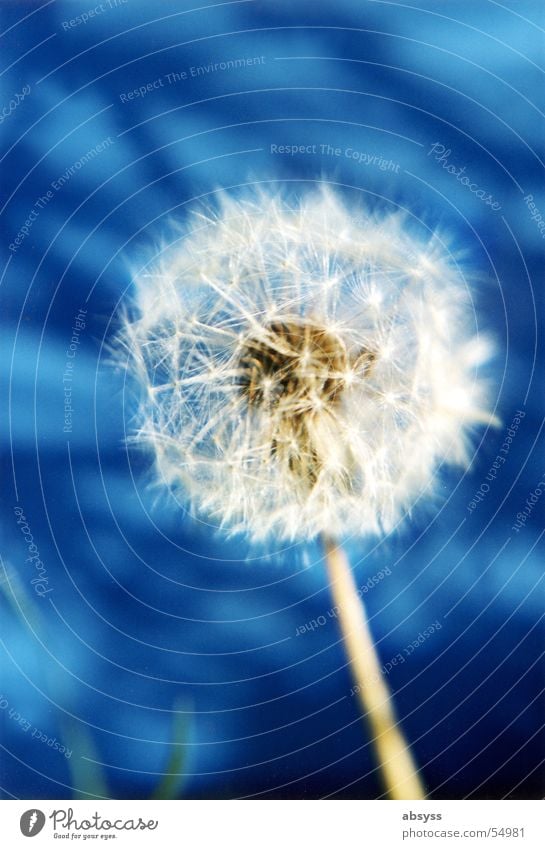 Blow-blue Plant Flower Dandelion Air White Autumn Seasons Summer Wind Nature Blue