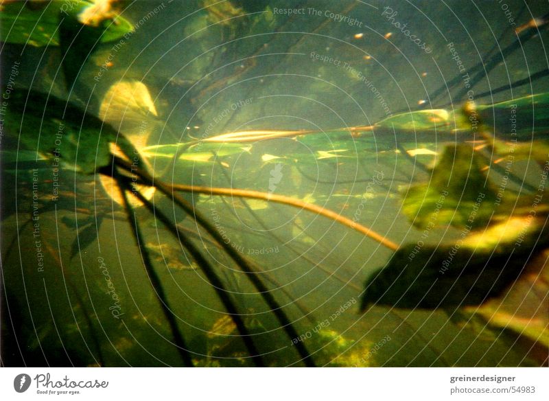 underwater Water lily Lake Brook Refraction Leaf Underwater photo River