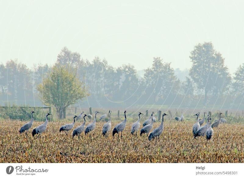 many cranes on harvested corn field in morning fog Bird Crane Wild animal Migratory bird bird migration Autumn Field Fog Morning fog in the morning