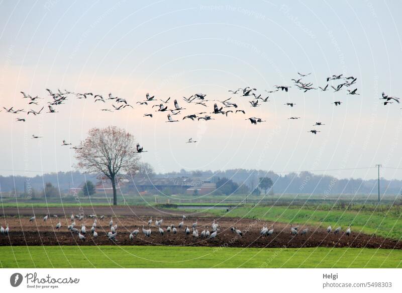 Autumn time - crane time Bird Crane Migratory bird bird migration Flock of birds Field acre Meadow Tree shrub Sky Flying Freedom Flight of the birds Wild animal