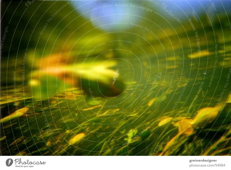 Underwater 2 Water lily Seaweed Underwater plant Brook Lake Leaf Refraction underwater world Plant River current