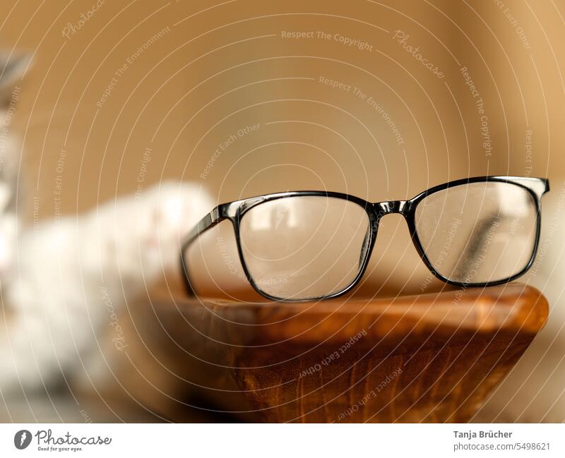 Cat fishing for black glasses in wooden bowl Eyeglasses reflection Reflection in the glasses Reflection in the lens black glasses frame Cat's paw Grasp whistle