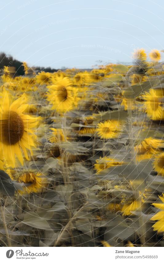 Abstract sunflower field moving in the wind pshydelic sunflowers sunflower background september background august background moody moody flowers