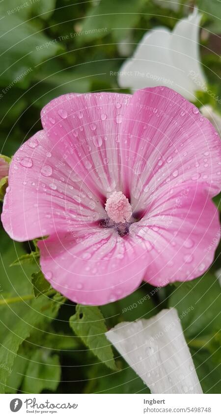 Blossom with raindrops Flower emergency room Detail image