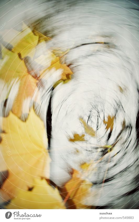 wischhhhhhhhhhhhhhhhhh ... Environment Air Sky Autumn Climate Gale Tree Leaf Yellow Branch Rotate Rotation Subdued colour Exterior shot Experimental Abstract