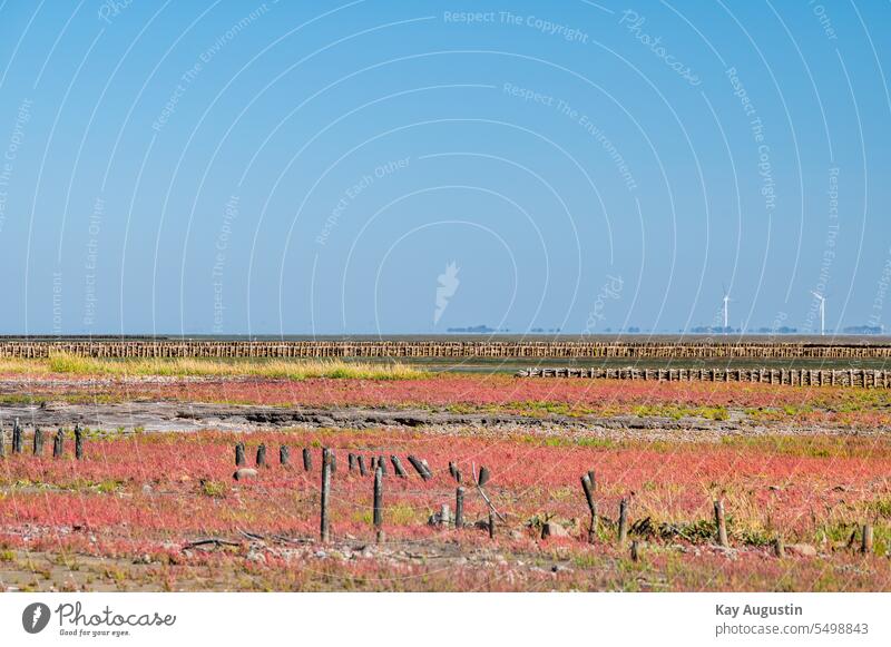 Wild vegetable Queller in autumn colors autumn colours wild vegetables glasswort Wild vegetables Queller Source Salicornia wind farm windmills Energy