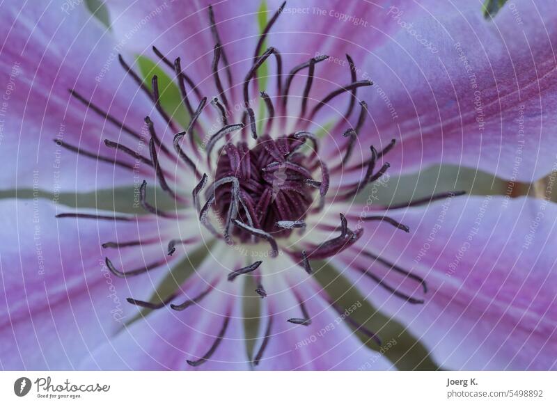 Macro shot of a clematis flower backgrounds beauty blossom botany close-up flower head hot pink lavender color lilac macro-photography nature outdoors