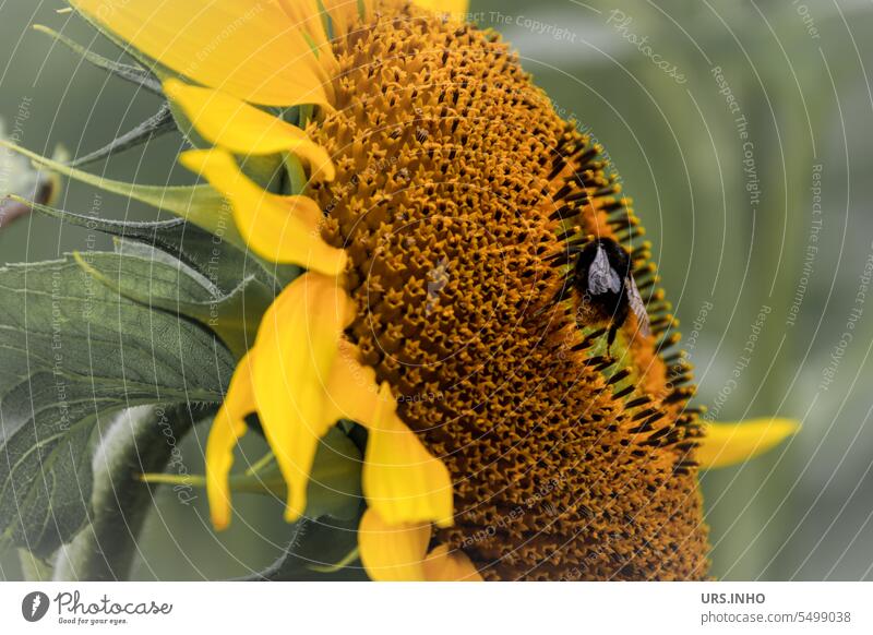 On the huge flower of the sunflower sits a small wild bee and sucks nectar diligently Sunflower Blossom detail Bee Nectar Bee food Helianthus annuus Pollen