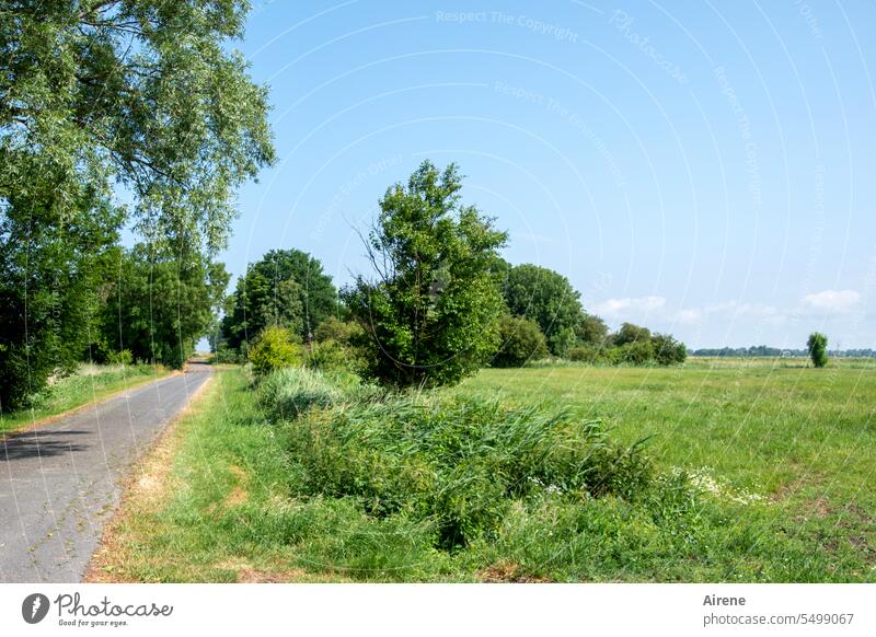 just walking along off Meadow Landscape trees Nature idyllically Bushes Green Summer Beautiful weather tranquillity relaxing Sunlight Hiking Comforting silent