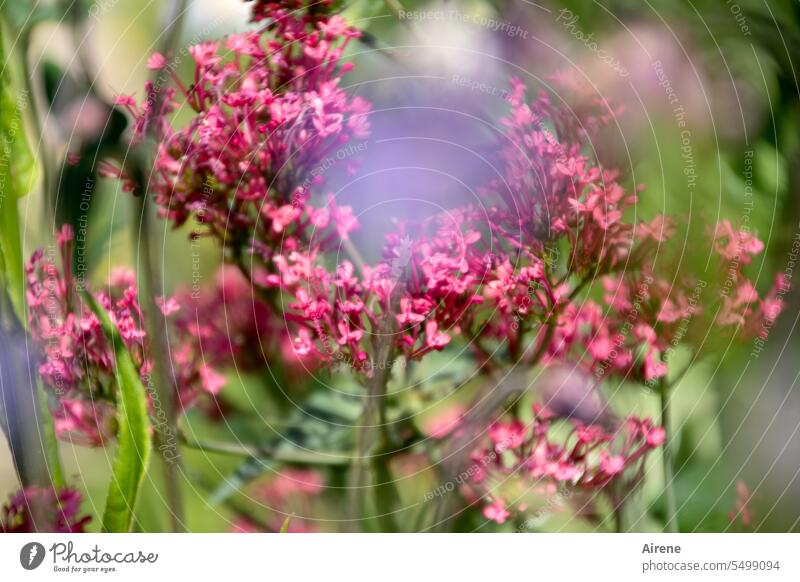 Fabric softener | and spin cycle Flower naturally purple Colour Summer Pink flowers Violet Meadow flower Garden blossom Delicate Sunlight Summery luscious