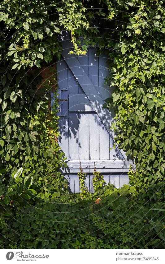 Overgrown door overgrown Wooden door Nature Green on the outside flora foliage Old Entrance forsake sb./sth. Building Architecture Closed Wall (building)