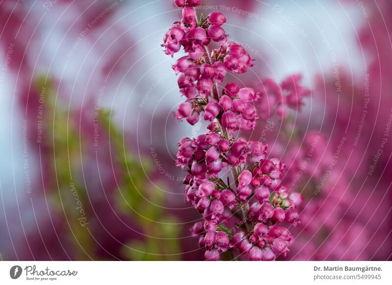 Erica gracilis, bell heather; from South Africa inflorescence blossoms frost-sensitive tub plant shrub dwarf shrub Heather family Ericaceae