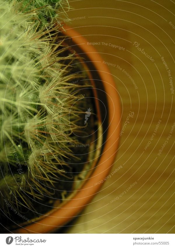 Cactus (2) Green Thorny Houseplant Pain white spines