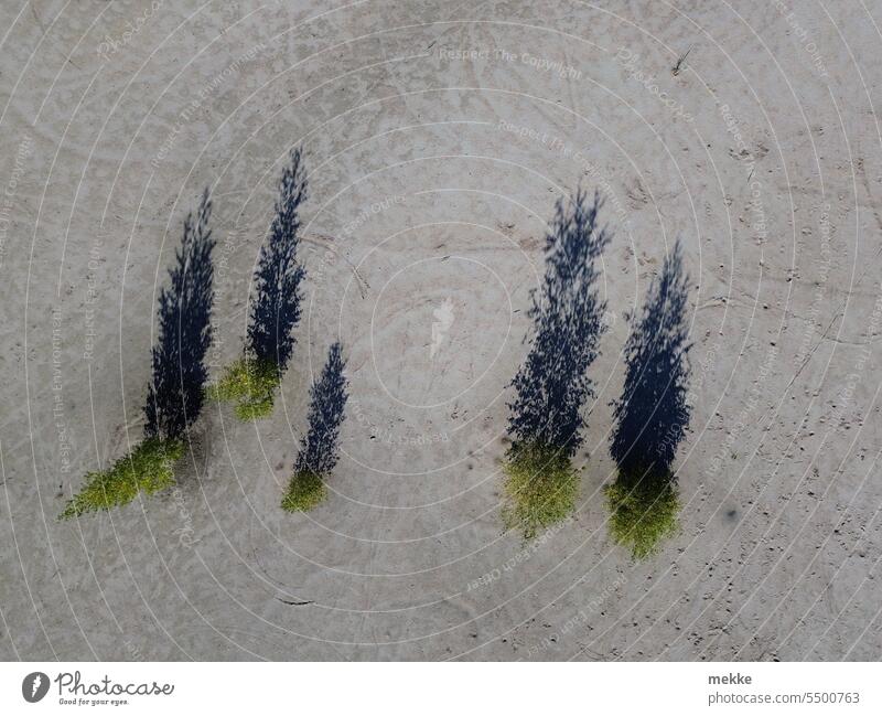 Shade trees in the sand Nature Green Landscape Summer Sand Isolated Sparse Badlands bleak scattered Small Shadow plan UAV view Loneliness drone Detail Long