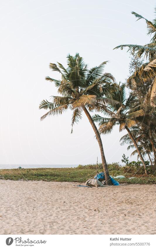 a palm tree on the beach in india Palm tree Beach Kerala India Vacation & Travel Sky Nature Far-off places Water Summer Ocean Asia Landscape Colour photo