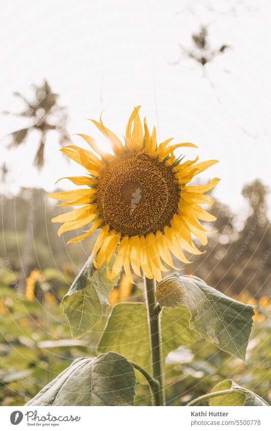 a yellow sunflower in the sunlight Flower Sunset Sunflower Yellow Summer Plant Nature Field Blossom Sunflower field naturally Sunlight Agriculture Environment