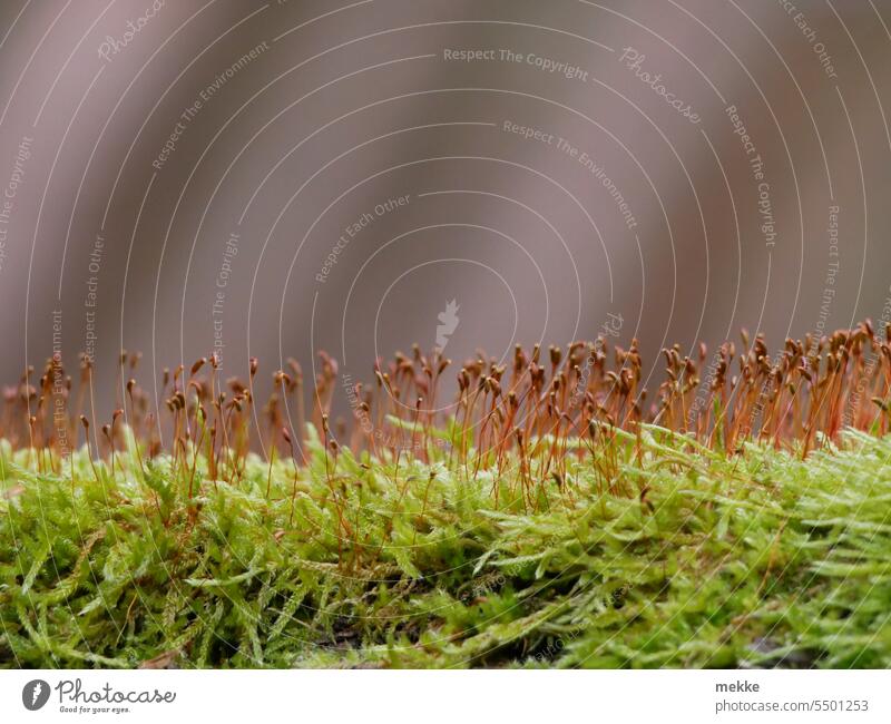 Miniature autumn Moss Carpet of moss moss-covered Woodground Plant Forest Nature Green Close-up Macro (Extreme close-up) Autumn Small Environment Detail Blossom