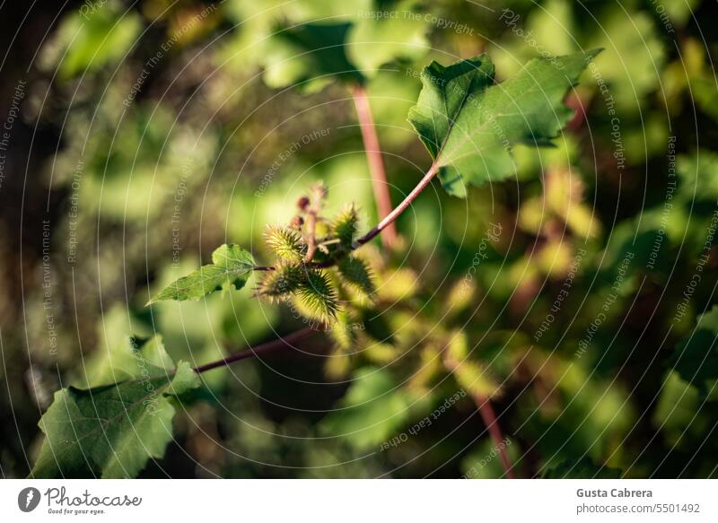 Small plant illuminated by morning light. landscape sunrise Morning Exterior shot Nature bokeh bokeh effect blur Natural natural world outdoor