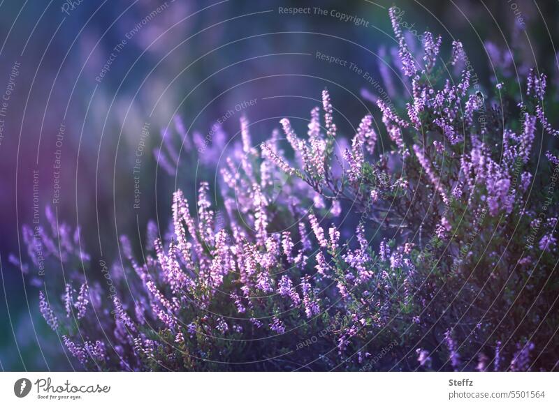 Light incidence over purple heather flower heather blossom Heathland Heather Romanticism Heath silence Poetic heather bush atmospheric Shaft of light