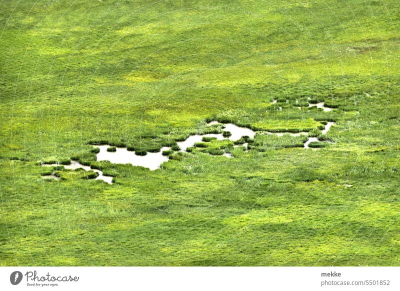 Not enough for bathing Meadow Grass Water Lake Pond Marsh Puddle Mountain Landscape Green Nature Summer Environment Alps Wilderness High plain Green space