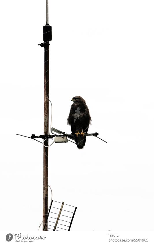 bird of prey Bird Roof Wild animal Sky Antenna Town