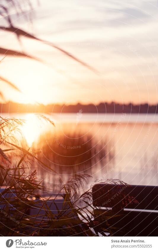 Bank by the lake Summer Summery Sunlight Sunset Sunset sky Summer vacation Water Lake Lakeside Nature Exterior shot Landscape Vacation & Travel