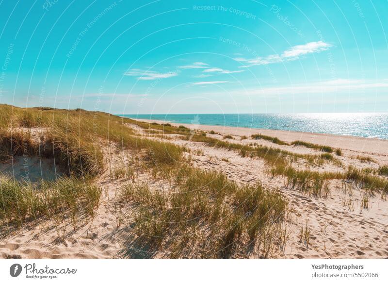 Beach landscape under blue sky on Sylt island, Germany autumn background beach beautiful beauty bright coast coastline color dunes empty environment europe