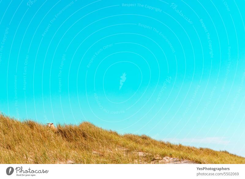 Nature scenery on Sylt island with the marram grass dunes and the blue sky animal autumn background beach beautiful beauty bright coast coastline color empty